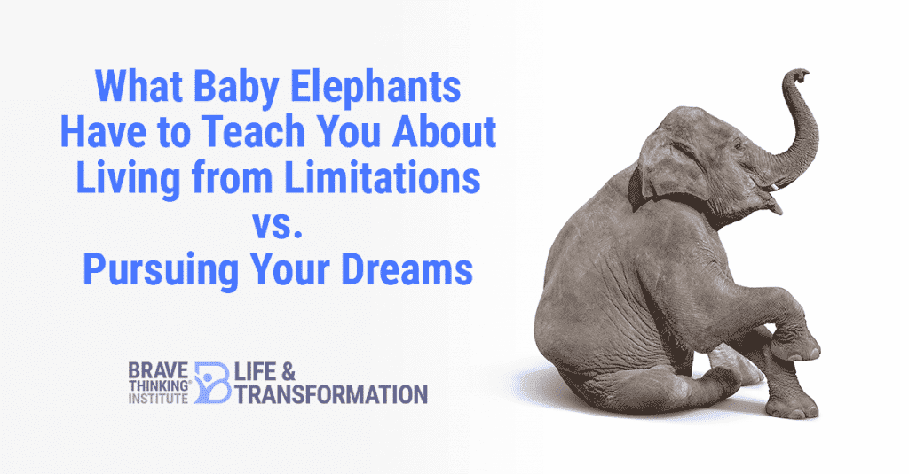 What baby elephants have to teach you about living from limitation